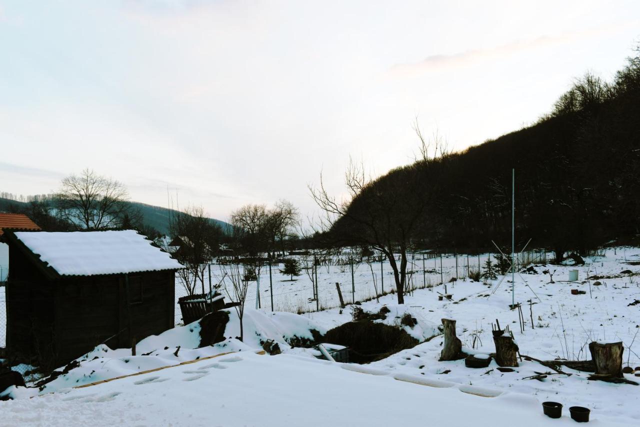 Cîmpu Cetăţii Aster Panzio B&B 외부 사진