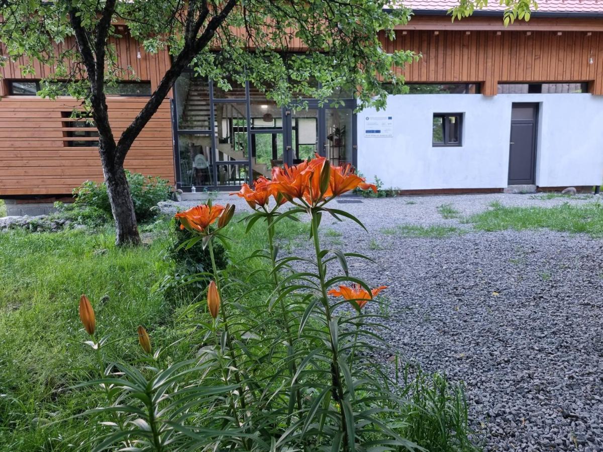 Cîmpu Cetăţii Aster Panzio B&B 외부 사진